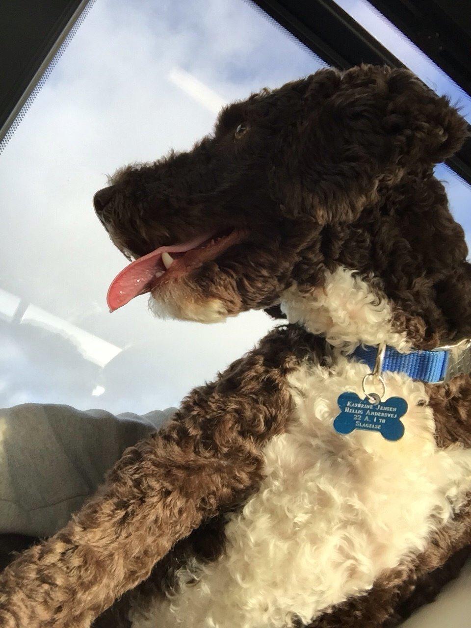 Spansk Vandhund Sancho billede 26