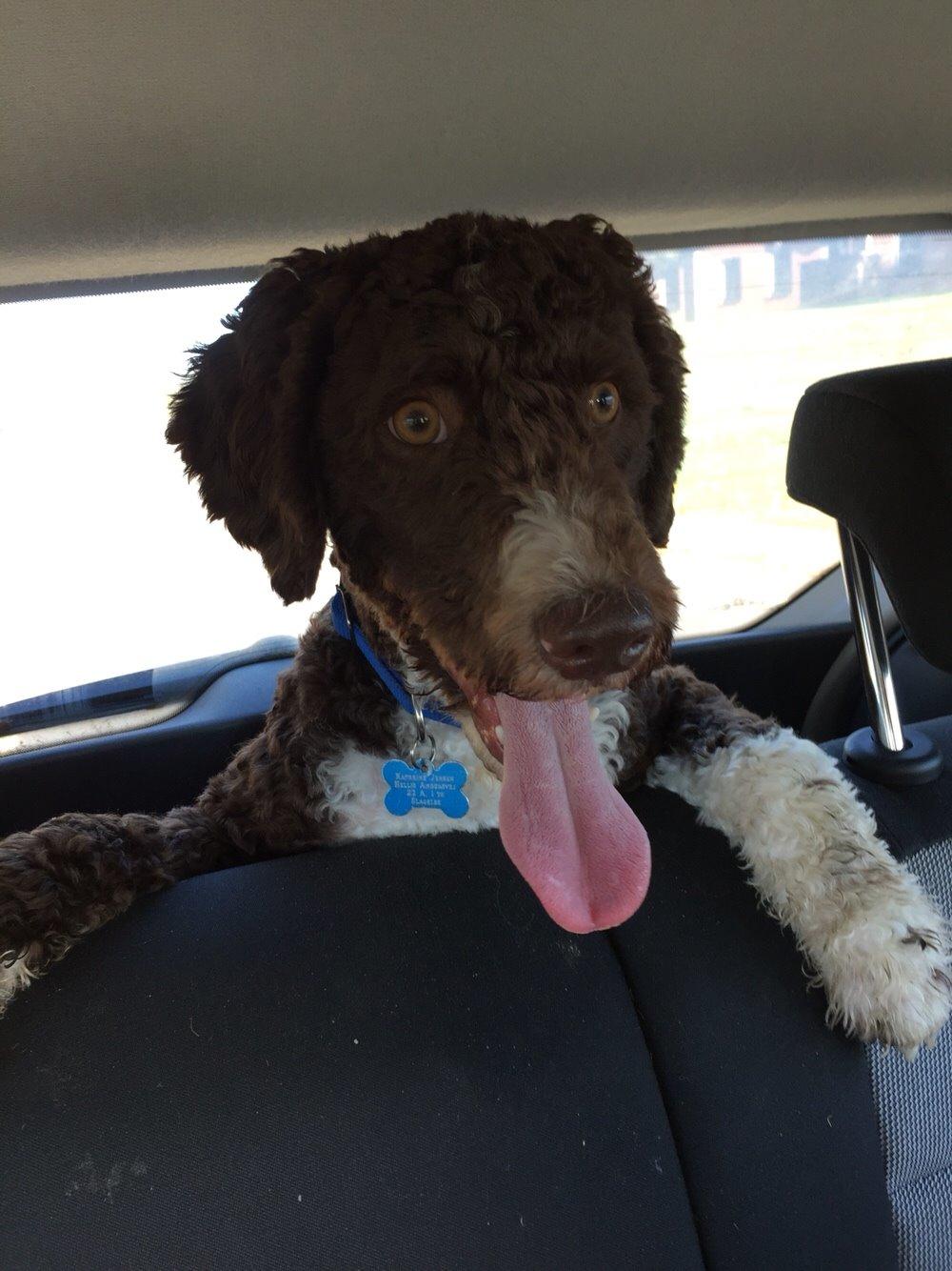 Spansk Vandhund Sancho billede 27