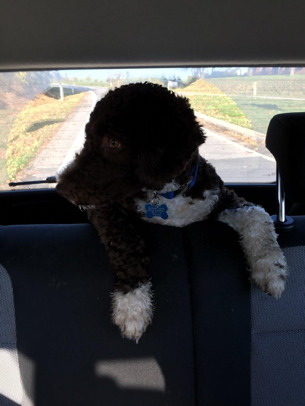 Spansk Vandhund Sancho billede 28