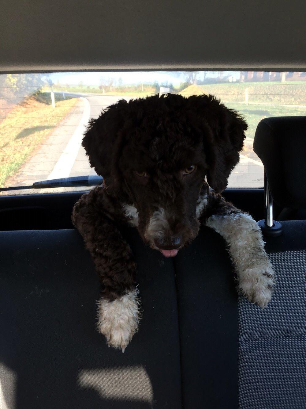 Spansk Vandhund Sancho billede 29