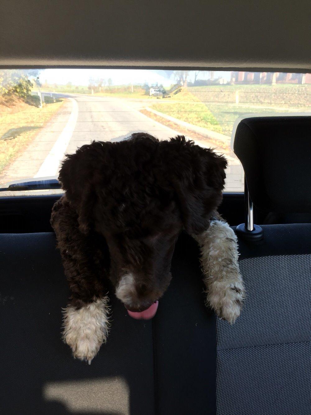 Spansk Vandhund Sancho billede 30