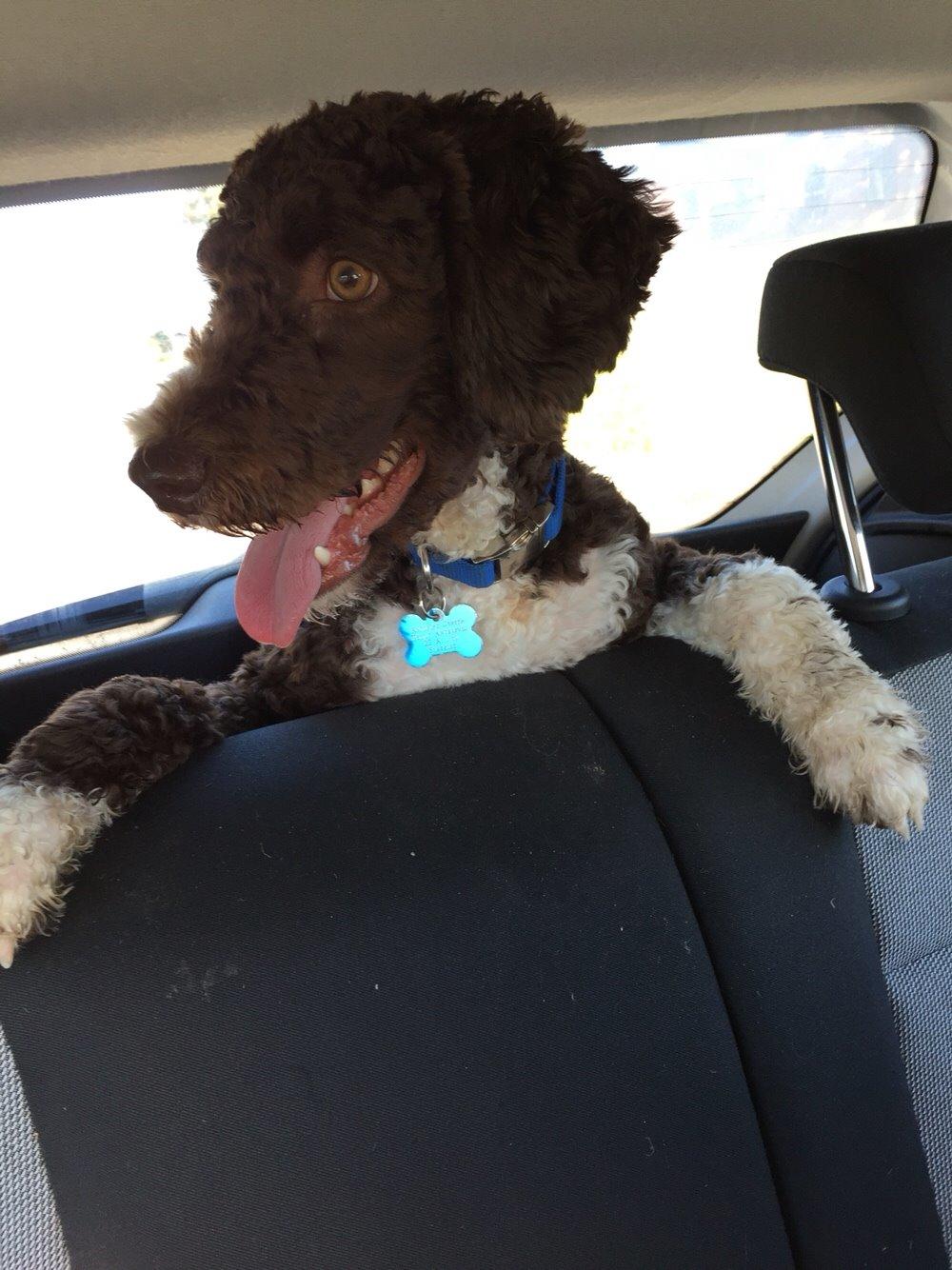 Spansk Vandhund Sancho billede 31