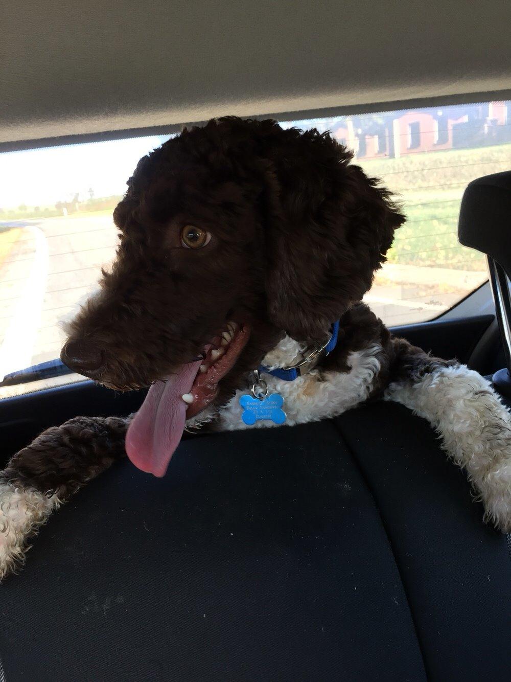 Spansk Vandhund Sancho billede 32