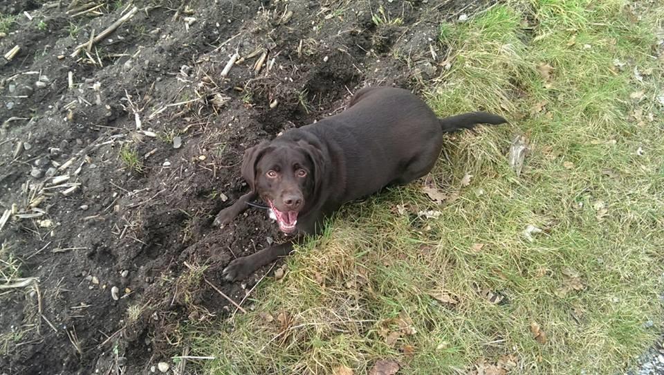 Blanding af racer Basse billede 2