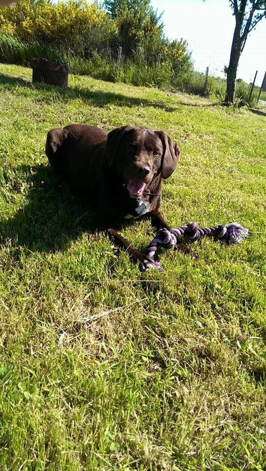 Blanding af racer Basse billede 1