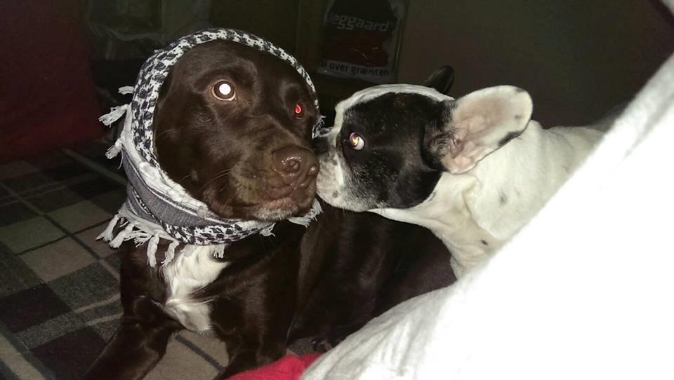 Blanding af racer Basse billede 5