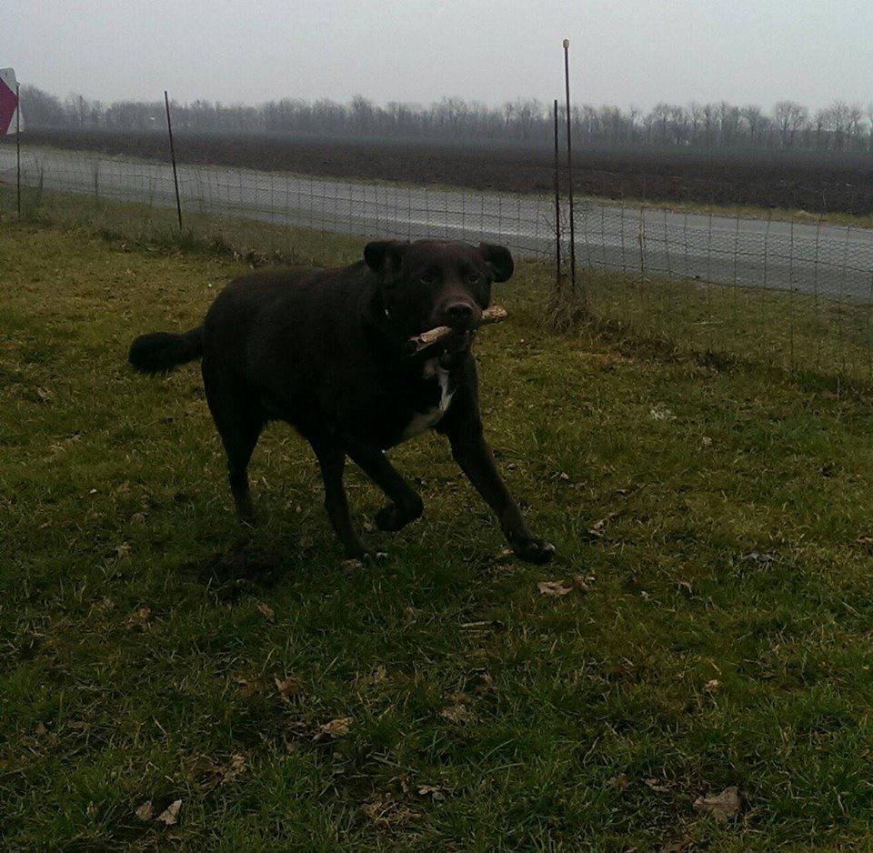 Blanding af racer Basse billede 6