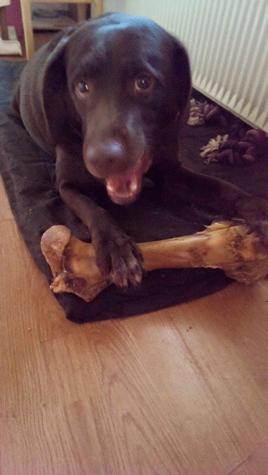 Blanding af racer Basse billede 7