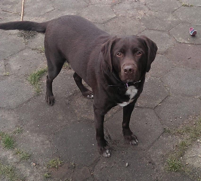 Blanding af racer Basse billede 8