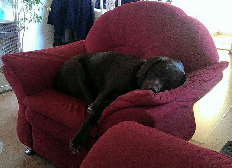 Blanding af racer Basse billede 9