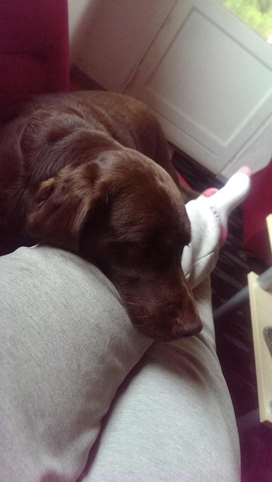 Blanding af racer Basse billede 12