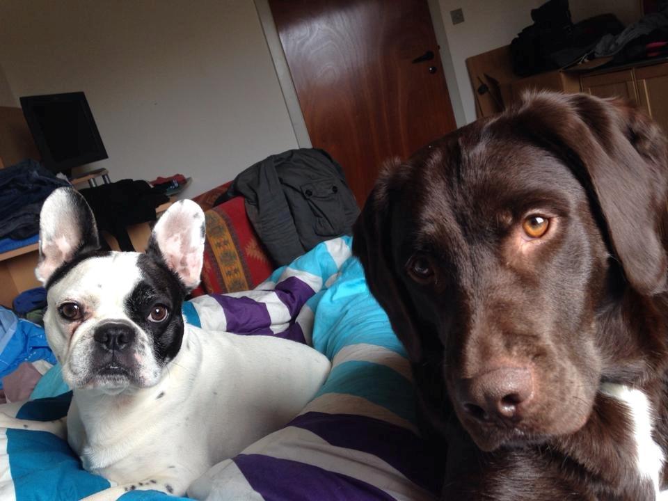 Blanding af racer Basse billede 4