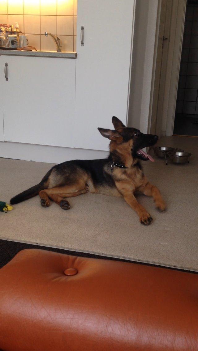 Schæferhund Rapi Enosch (Odin) billede 17