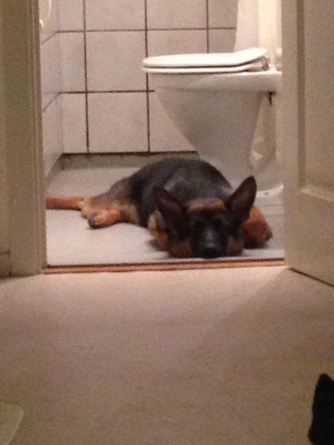 Schæferhund Rapi Enosch (Odin) billede 7