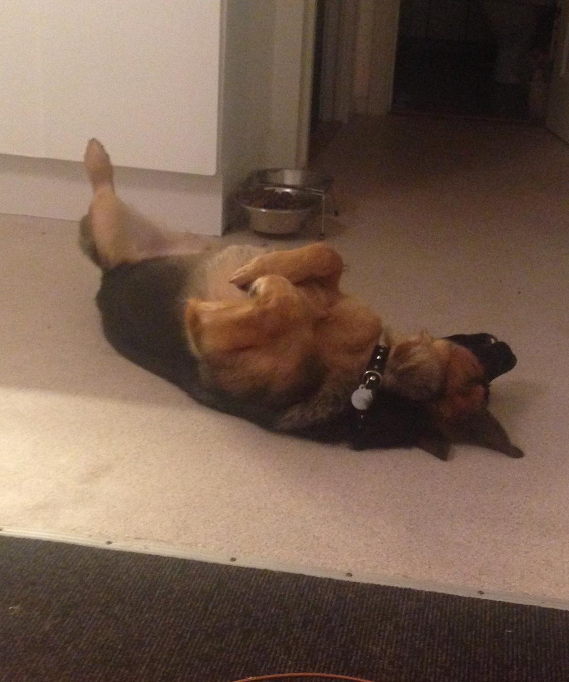 Schæferhund Rapi Enosch (Odin) billede 18