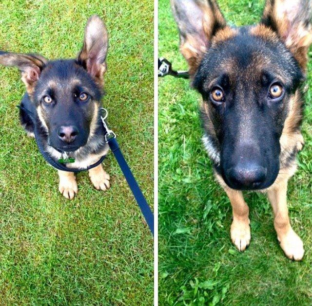 Schæferhund Rapi Enosch (Odin) - 4 måneder vs. 7 måneder. :-) billede 19