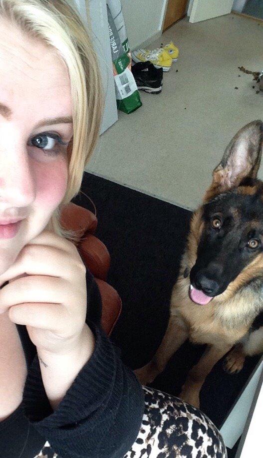 Schæferhund Rapi Enosch (Odin) billede 20