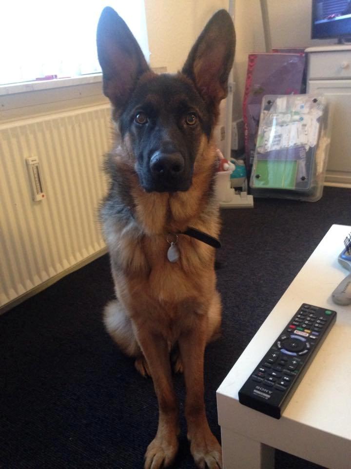 Schæferhund Rapi Enosch (Odin) - 8 måneder. :-) billede 21