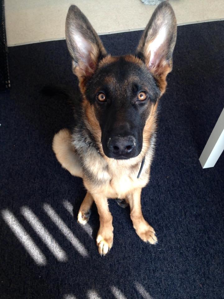 Schæferhund Rapi Enosch (Odin) - 9 måneder. :-) billede 4