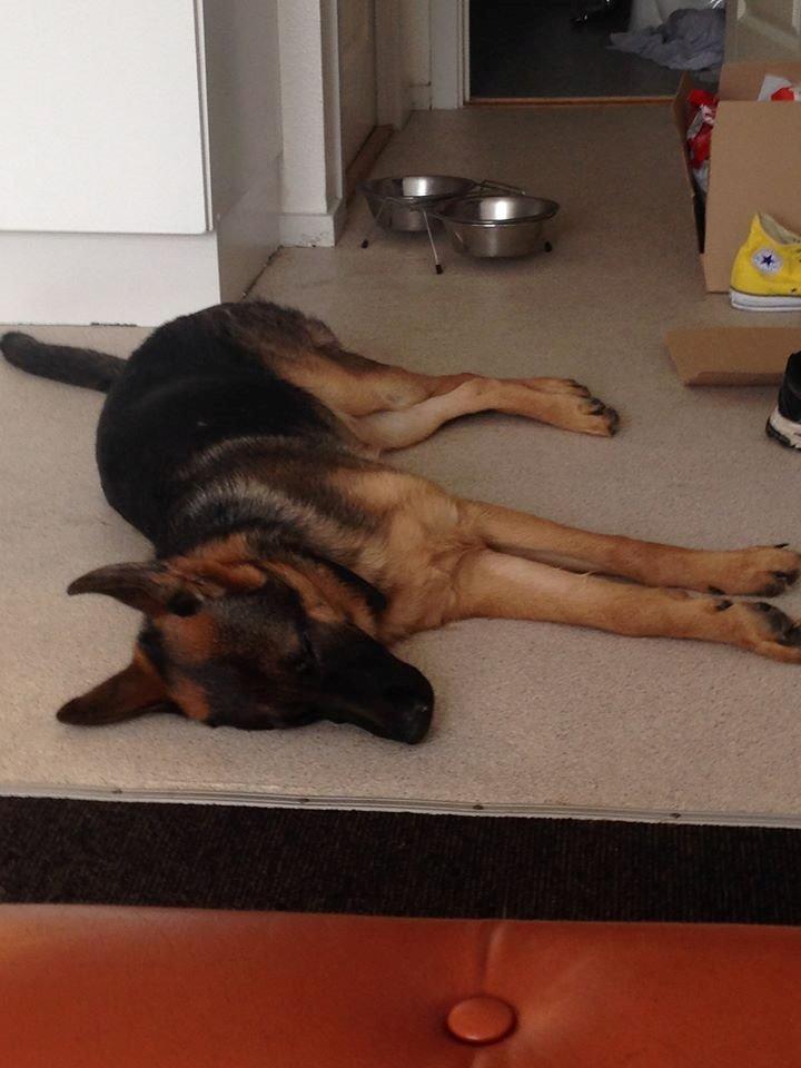 Schæferhund Rapi Enosch (Odin) billede 6