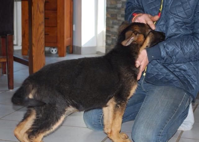 Schæferhund Rapi Enosch (Odin) - 4 måneder, billede taget af opdrætter. :-) billede 22