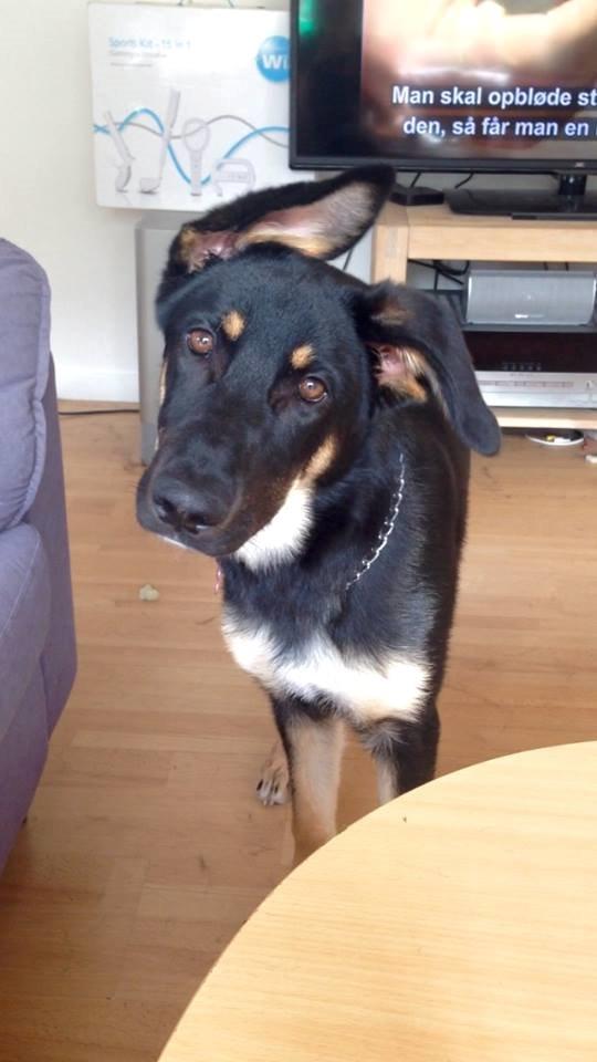 Schæferhund Freja billede 2