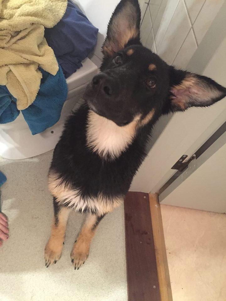 Schæferhund Freja billede 1