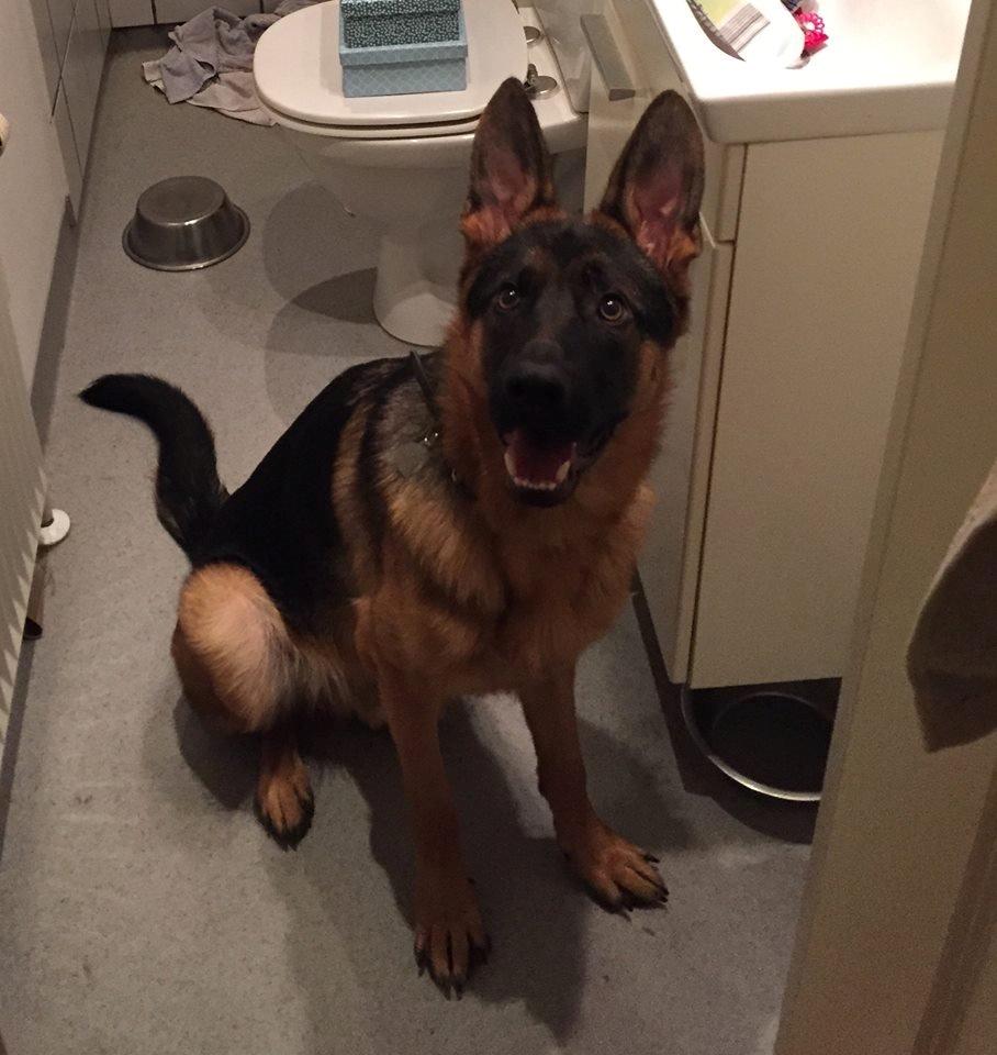 Schæferhund Rapi Enosch (Odin) - Mit eget lille fjog <3 billede 5