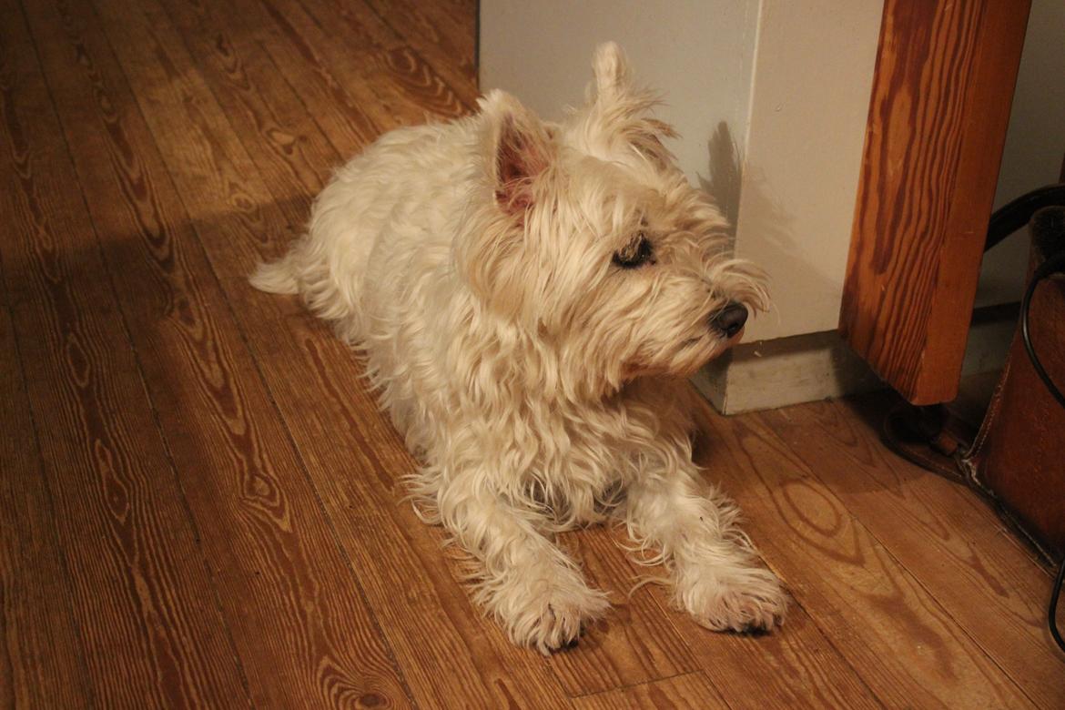West highland white terrier Thilde (Tossen <3) billede 2