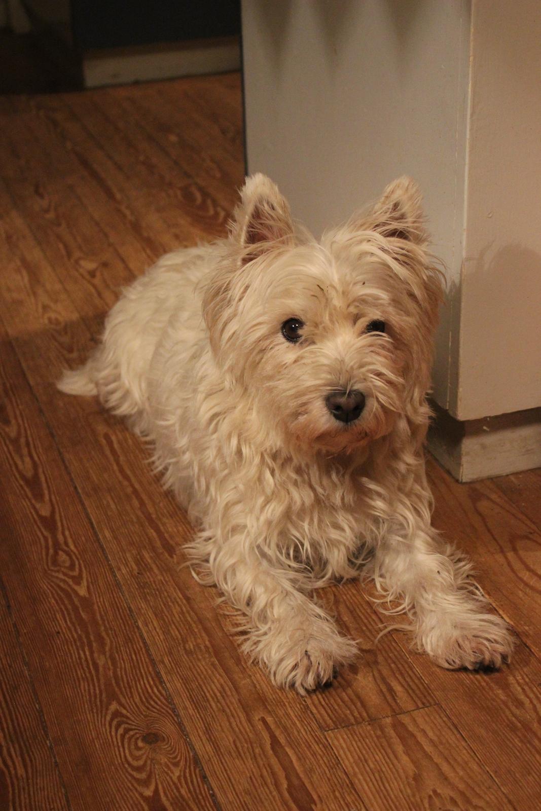 West highland white terrier Thilde (Tossen <3) billede 8