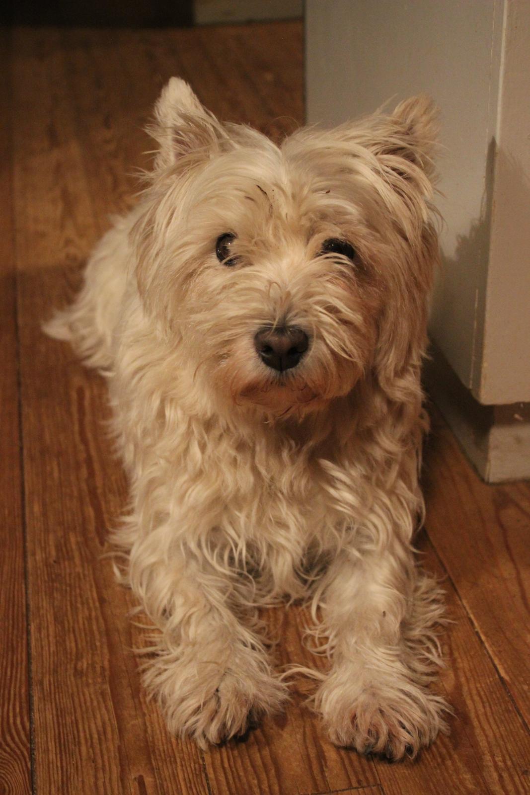 West highland white terrier Thilde (Tossen <3) billede 13