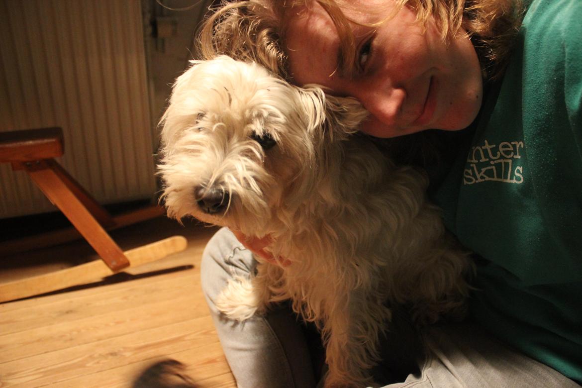 West highland white terrier Thilde (Tossen <3) billede 4