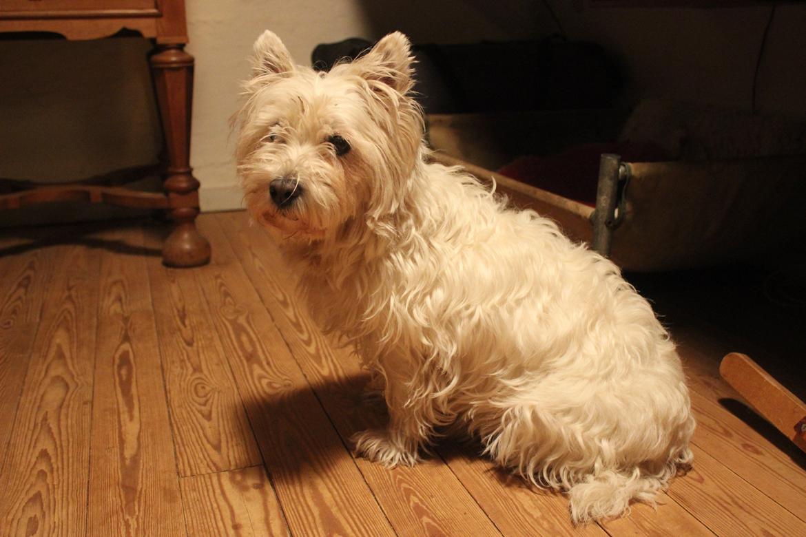 West highland white terrier Thilde (Tossen <3) billede 10