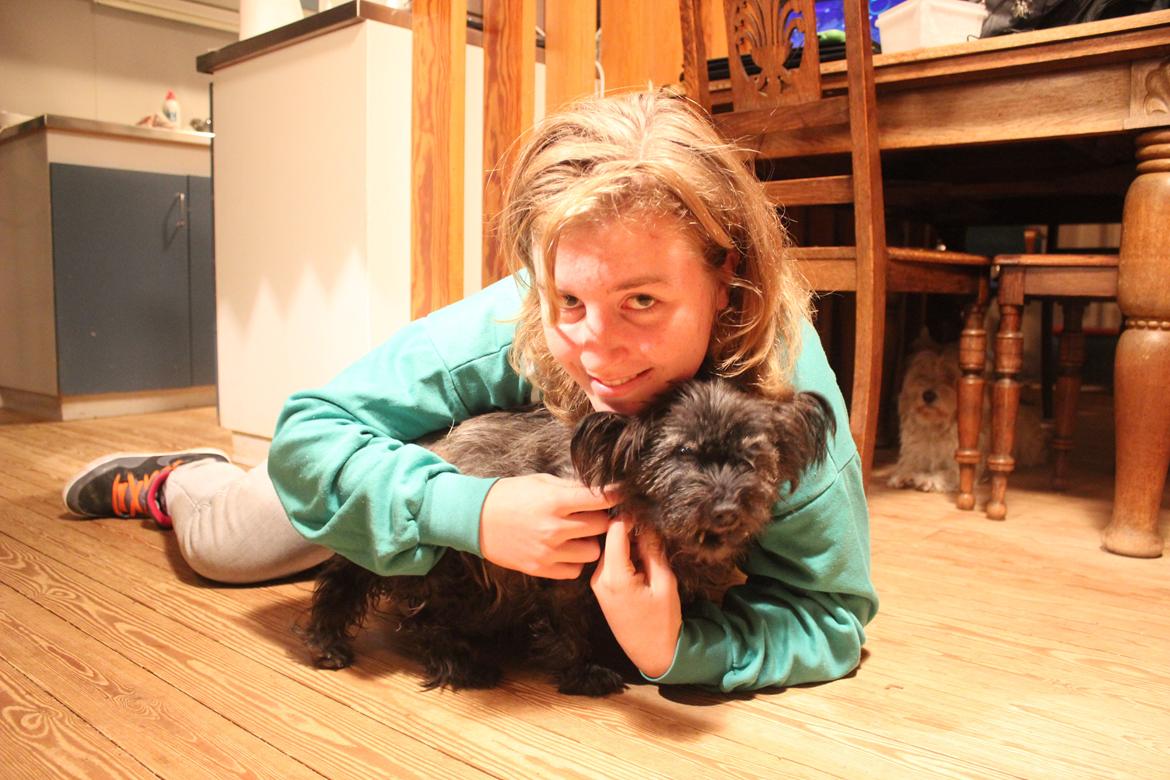 Cairn terrier Ziggy (Banditten<3) billede 3