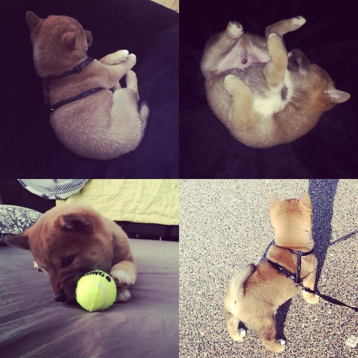 Shiba Kuma billede 6