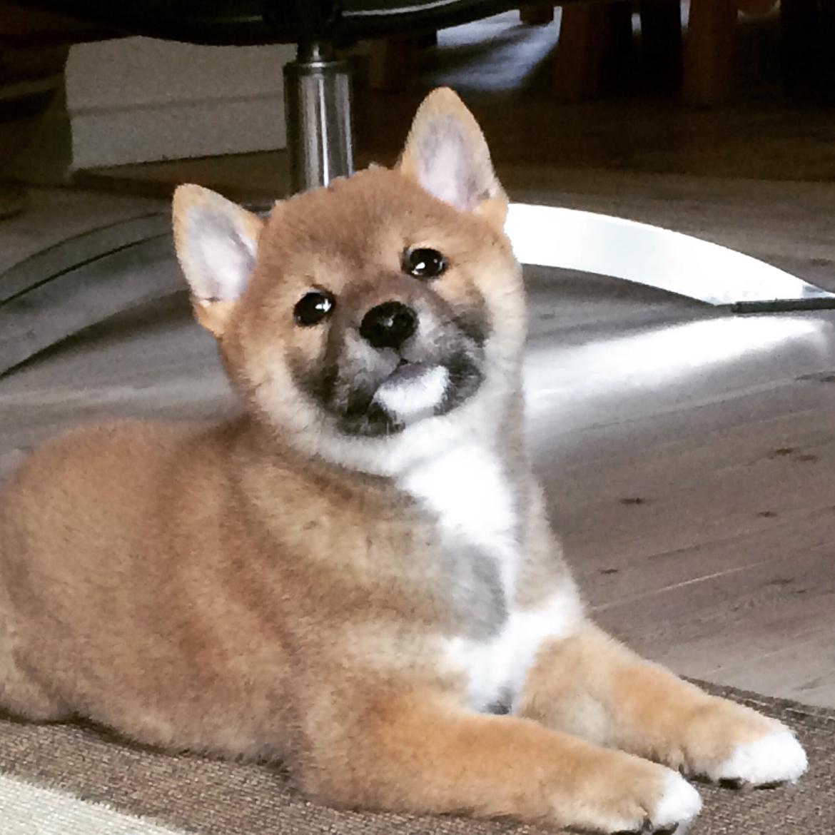 Shiba Kuma billede 5