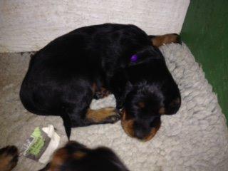 Gordon setter Øens Bellis billede 1