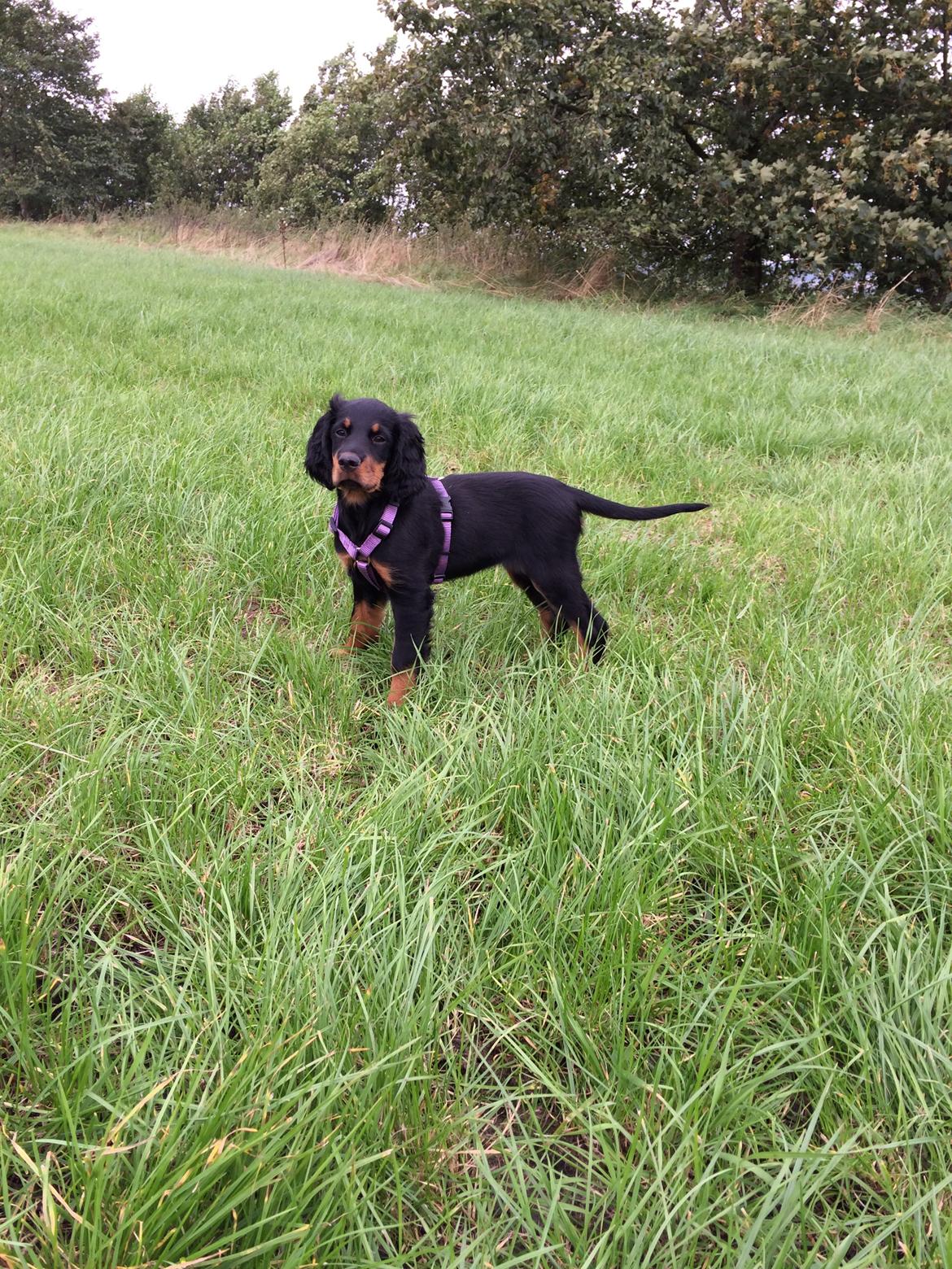 Gordon setter Øens Bellis billede 2