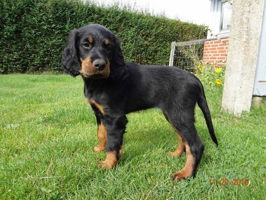 Gordon setter Øens Bellis billede 4