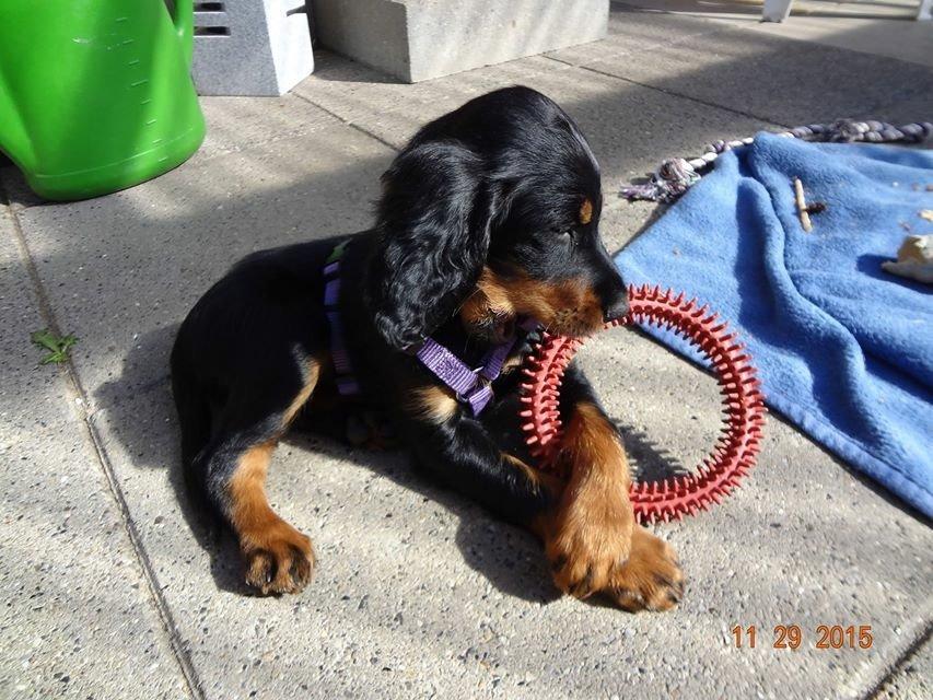 Gordon setter Øens Bellis billede 5
