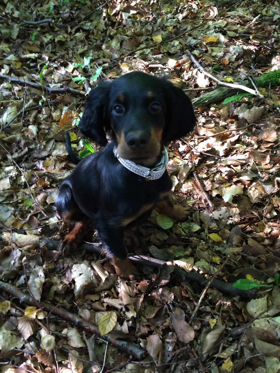 Gordon setter Øens Bellis billede 6