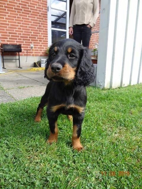Gordon setter Øens Bellis billede 3