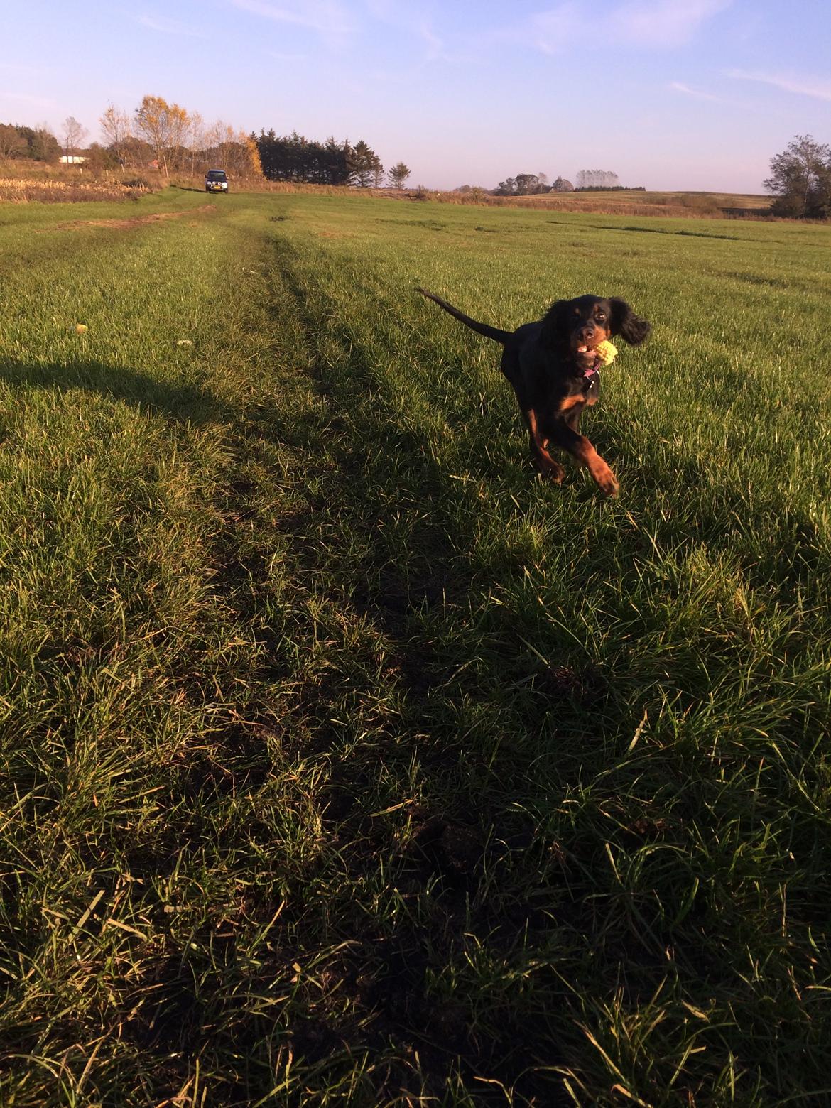 Gordon setter Øens Bellis billede 7