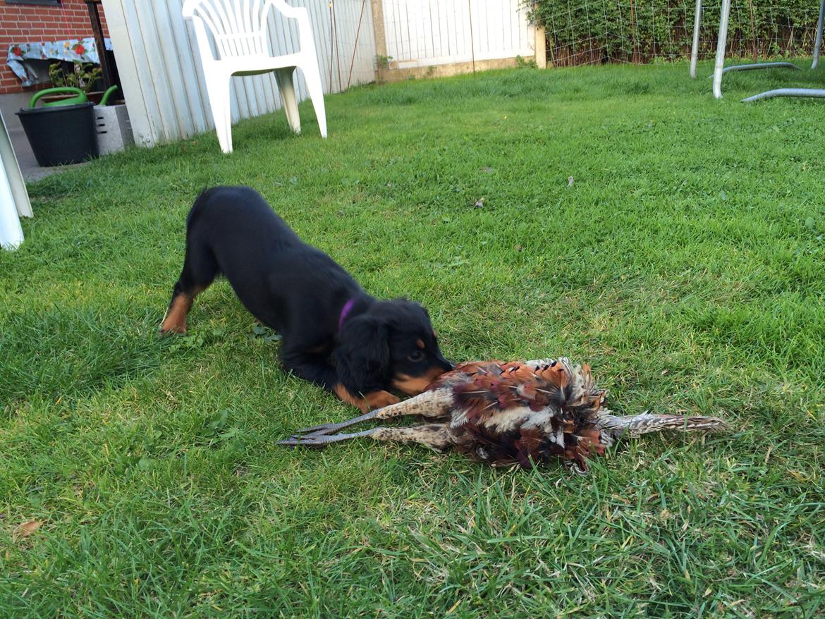 Gordon setter Øens Bellis billede 9
