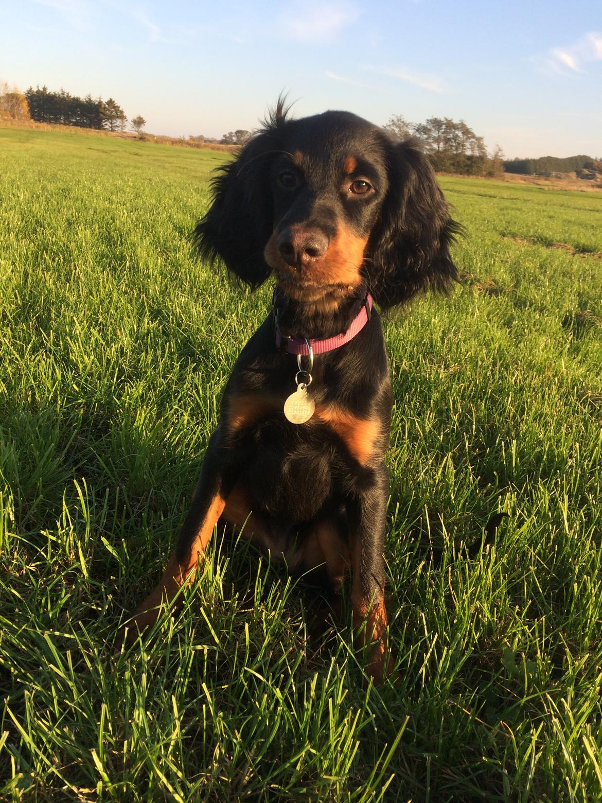 Gordon setter Øens Bellis billede 8