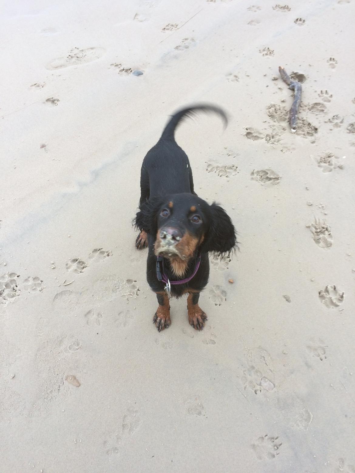 Gordon setter Øens Bellis billede 10