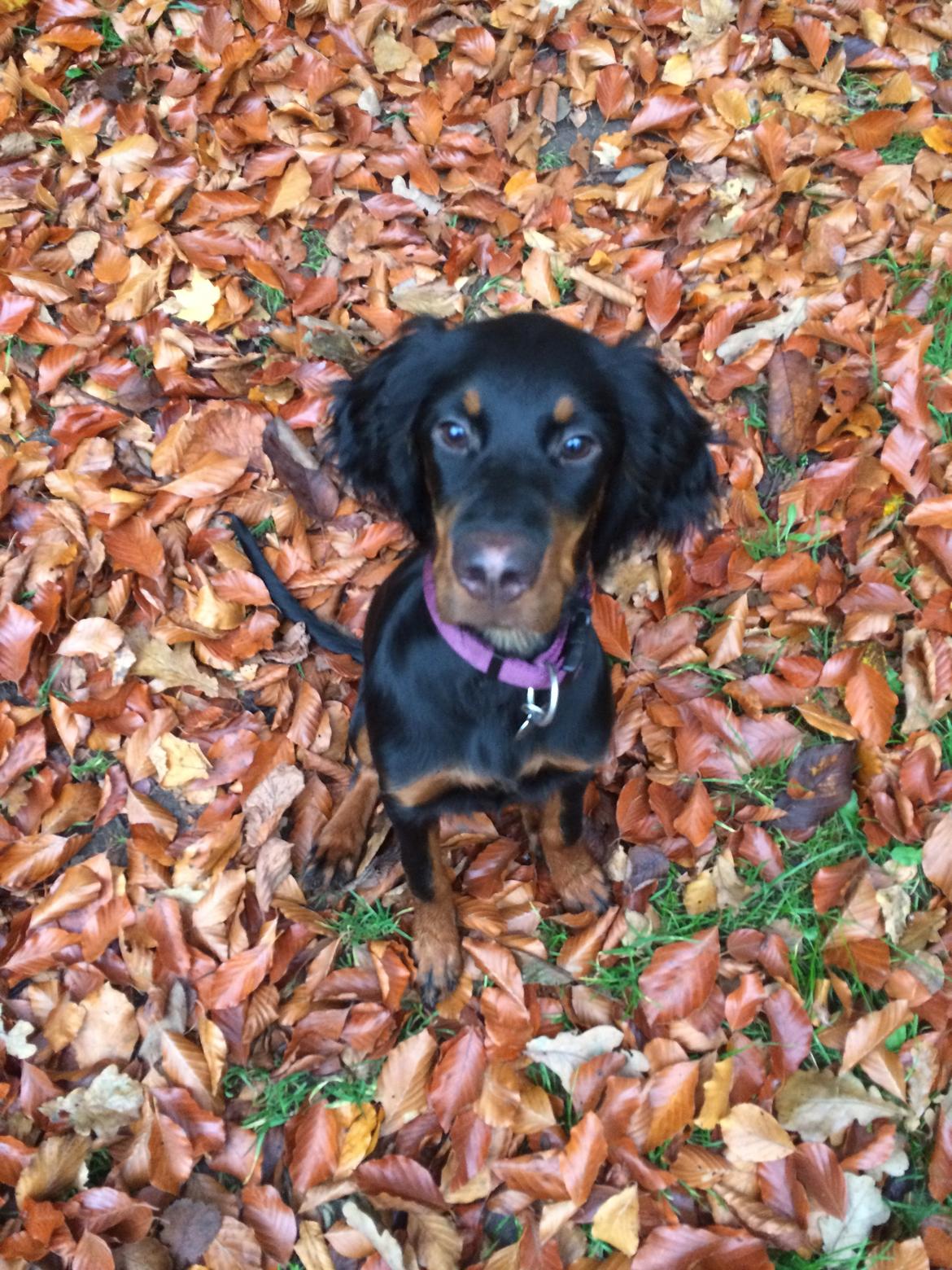 Gordon setter Øens Bellis billede 11