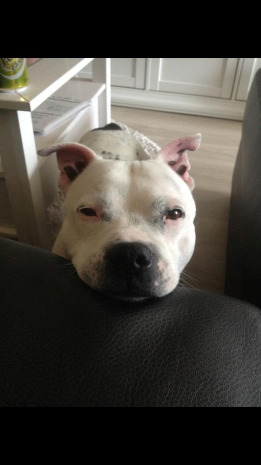 Staffordshire bull terrier Buddha billede 3