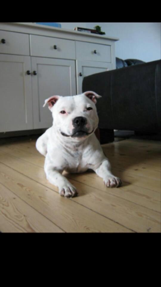 Staffordshire bull terrier Buddha billede 2