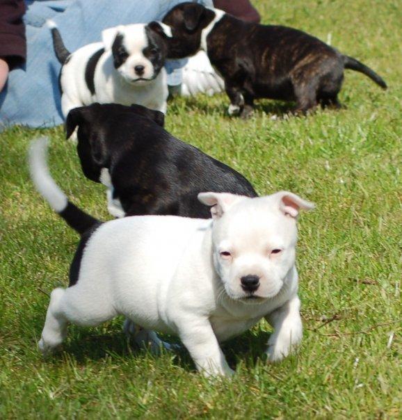 Staffordshire bull terrier Buddha billede 5
